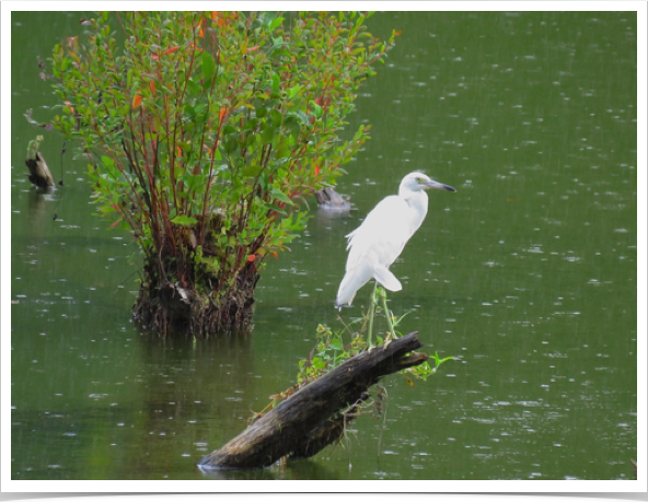 Little Blue Heron (Juvenile)